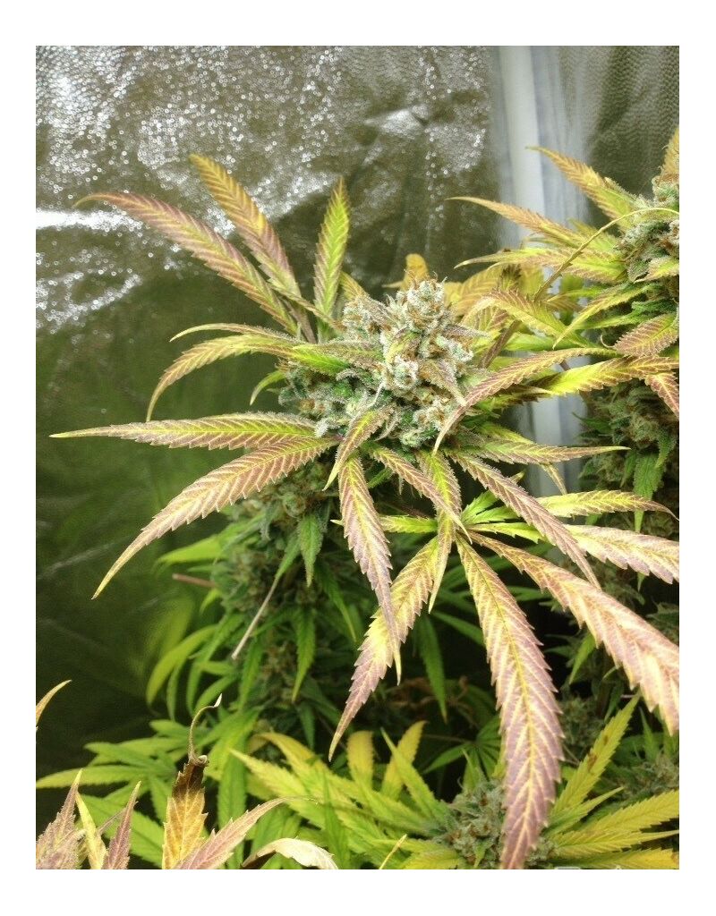 Kali Mist genetics, Фасовка: 5+2